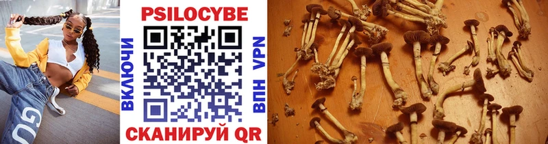 Псилоцибиновые грибы Cubensis  Красный Кут 